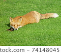 Fox lying on the golf course 74148045