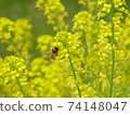 Honeybees perching on rape blossoms that herald spring 74148047