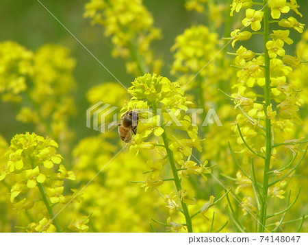 Honeybees perching on rape blossoms that herald spring 74148047