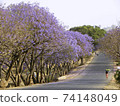 Jagaranta blooming road near Lake Tana in Ethiopia 74148049