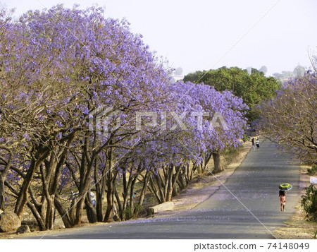 在埃塞俄比亞塔納湖附近的茉莉花盛開路 在埃塞俄比亞塔納湖附近的茉莉花盛開路 74148049