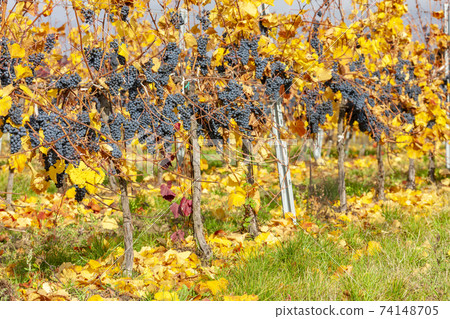 Blue grapes variety Zweigeltrebe, Lower Austria, Austria Blue grapes variety Zweigeltrebe, Lower Austria, Austria 74148705