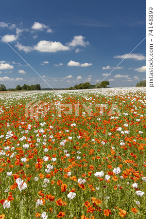 Poppy field, Vysoocina near Zdar nad Sazavou, Czech Republic Poppy field, Vysoocina near Zdar nad Sazavou, Czech Republic 74148899