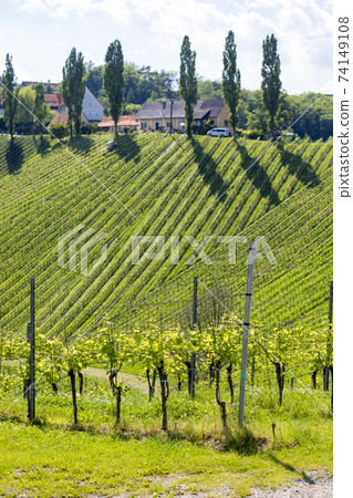 vineyard at the Austrian Slovenian border in Styria vineyard at the Austrian Slovenian border in Styria 74149108