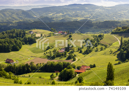 vineyard at the Austrian Slovenian border in Styria 74149109