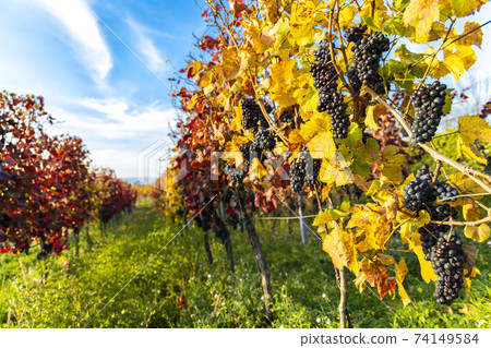 Autumn vineyards in Blatnice pod Svatym Antoninkem, Southern Moravia, Czech Republic Autumn vineyards in Blatnice pod Svatym Antoninkem, Southern Moravia, Czech Republic 74149584