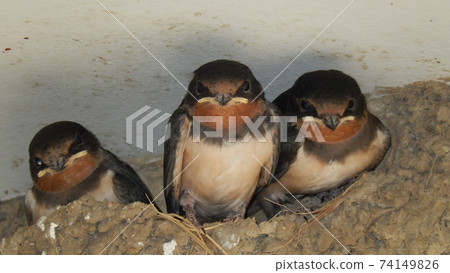 Swallow child near the fledging 74149826