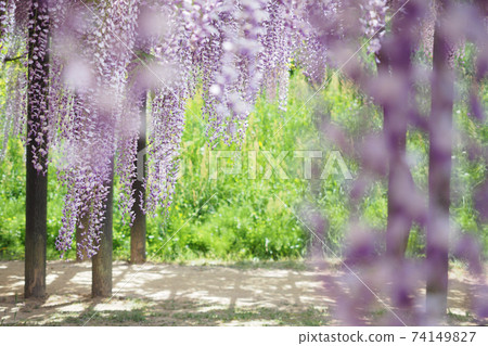 Wisteria Wisteria 74149827