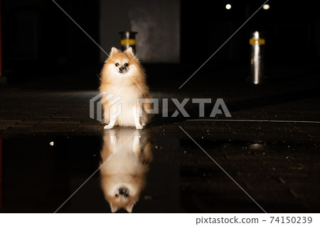 Pomeranian_night_rain Pomeranian_night_rain 74150239