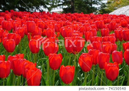 Tulip field in Nabana no Sato 1 Tulip field in Nabana no Sato 1 74150540