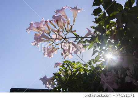 Pink noenza kazura 74151171