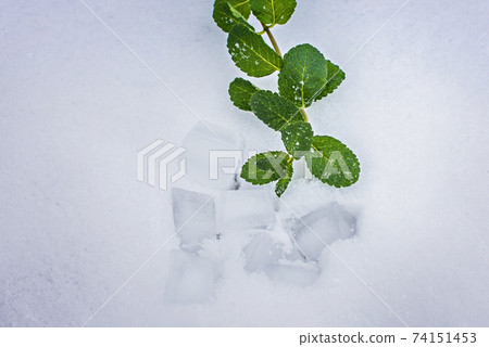 Mint leaves in the snow on a white background. 74151453