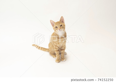 Bicke of a tea tabby kitten sitting on a white background Bicke of a tea tabby kitten sitting on a white background 74152250