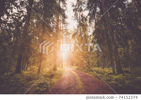 Lahemaa national park forest beautiful panoramic view 74152374