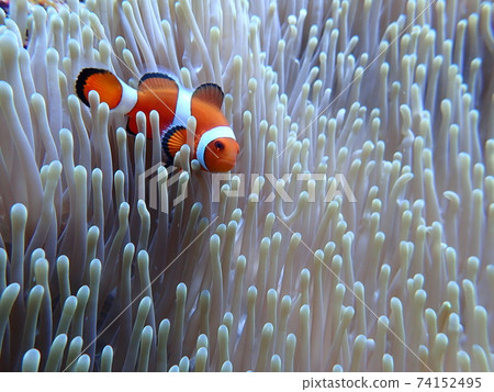 小丑魚•水下攝影 74152495