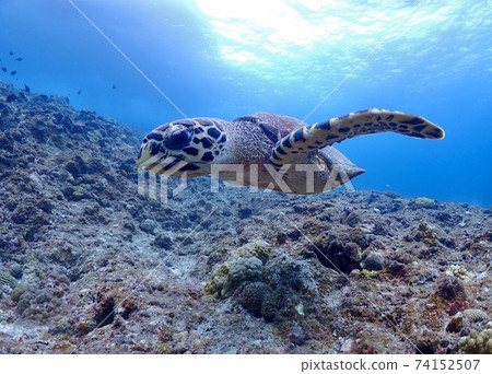 海龜游泳•水下照片[宮古島] 74152507