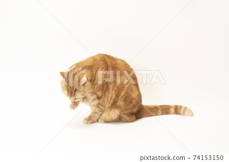 Grooming cat Nyasuke (Scottish Fold) Grooming cat Nyasuke (Scottish Fold) 74153150
