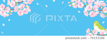 Cherry blossom background material blue 74153190