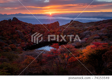 秋天的樹葉被早晨的陽光照亮 74153549