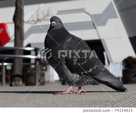 “東京”秋葉原原鴿 74154015
