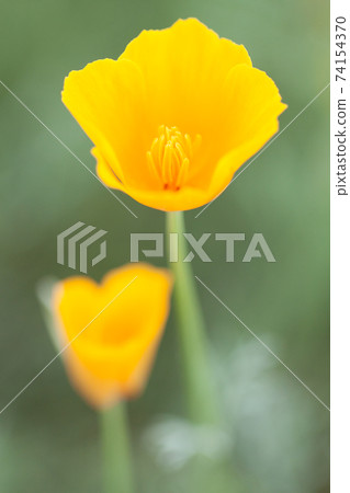 兩朵黃色的花 兩朵黃色的花 74154370