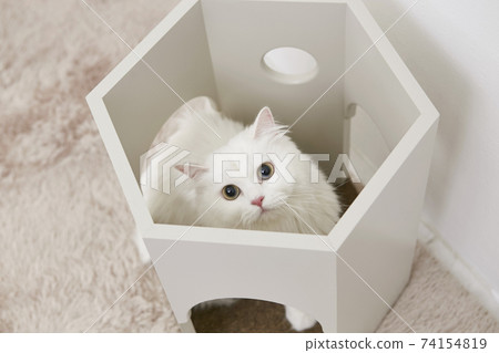 貓,土耳其安哥拉貓 貓,土耳其安哥拉貓 74154819