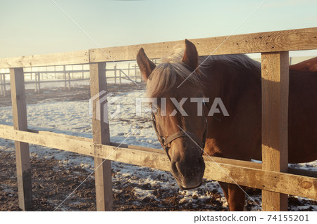 Horse walking in a winter paddock - selective focus image Horse walking in a winter paddock - selective focus image 74155201