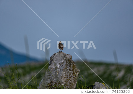 Lark perched on the limestone of Akiyoshidai Lark perched on the limestone of Akiyoshidai 74155203