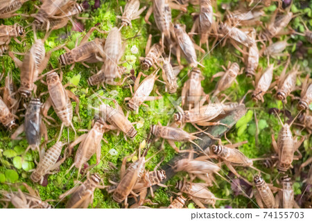 Feeding crickets in a cement pond Feeding crickets in a cement pond 74155703