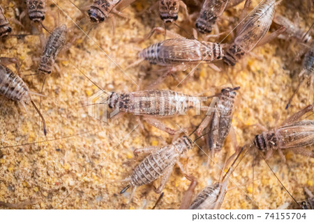 Feeding crickets in a cement pond Feeding crickets in a cement pond 74155704