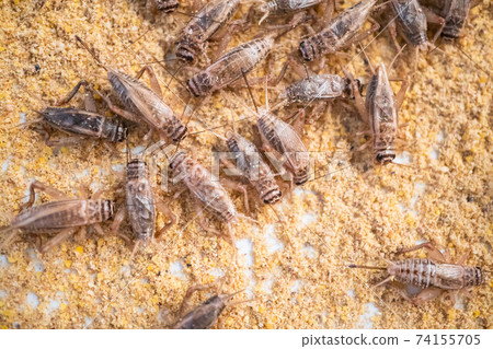 Feeding crickets in a cement pond Feeding crickets in a cement pond 74155705
