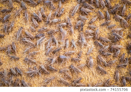 Feeding crickets in a cement pond Feeding crickets in a cement pond 74155706