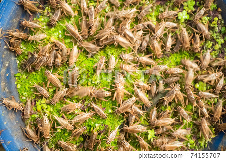 Feeding crickets in a cement pond Feeding crickets in a cement pond 74155707