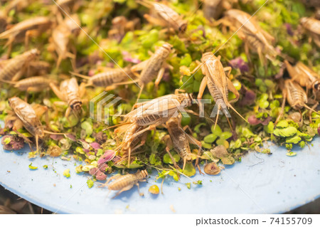Feeding crickets in a cement pond Feeding crickets in a cement pond 74155709