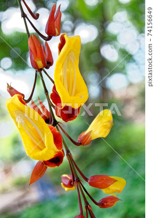 Clock Vine flowers - Thunbergia Mysorensis Clock Vine flowers - Thunbergia Mysorensis 74156649