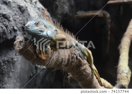 綠鬣蜥 綠鬣蜥 74157744