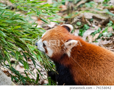 Cute red panda meal 74158042