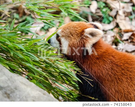 Cute red panda meal 74158043