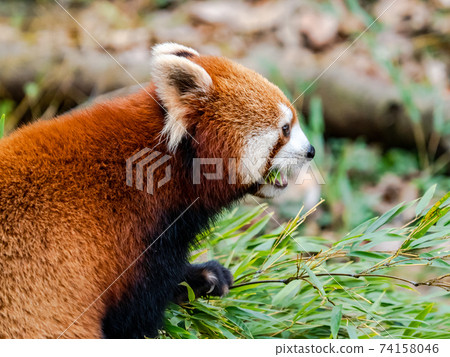 Cute red panda meal 74158046
