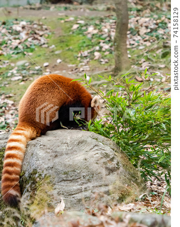 Cute red panda meal 74158129