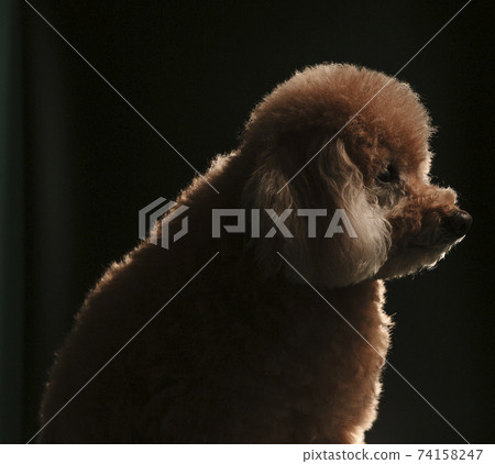 Poodle Poodle 74158247