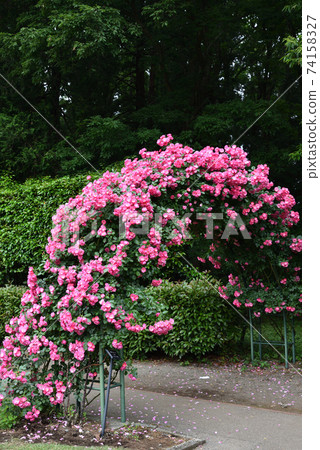 玫瑰門，安吉拉（Angela） 74158327