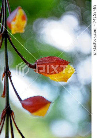 Clock Vine flowers - Thunbergia Mysorensis Clock Vine flowers - Thunbergia Mysorensis 74158465