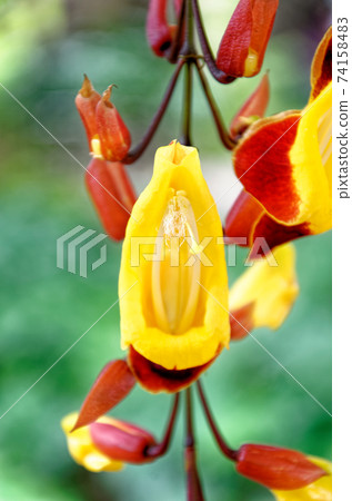 Clock Vine flowers - Thunbergia Mysorensis Clock Vine flowers - Thunbergia Mysorensis 74158483