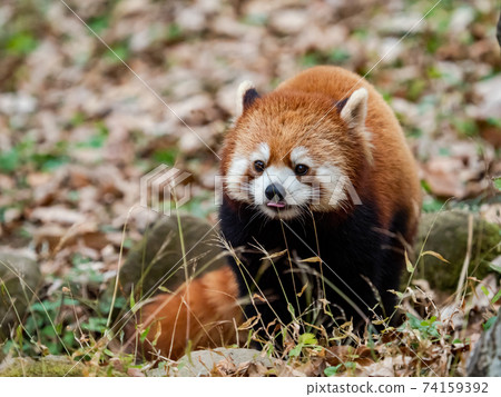 可愛的小熊貓迴力舌頭 74159392