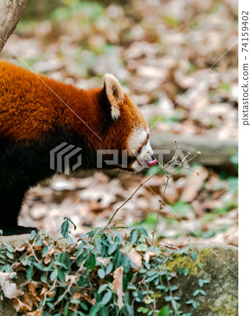 Cute red panda pelori tongue out Cute red panda pelori tongue out 74159402