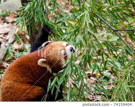 Cute red panda meal Cute red panda meal 74159404