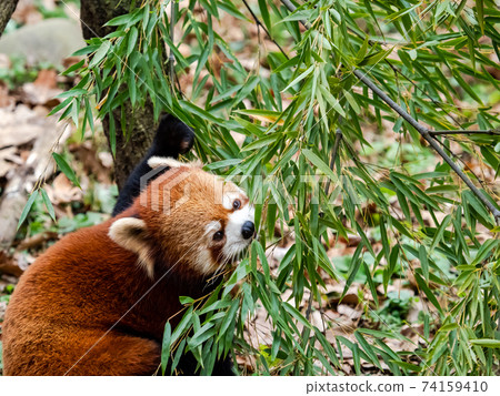 Cute red panda meal 74159410