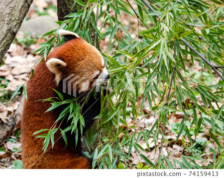 可愛的紅熊貓餐 74159413