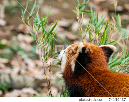 Cute red panda meal Cute red panda meal 74159487